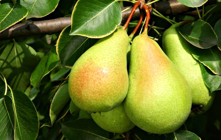 Armut-Agaci-Bakimi-e1509813114155-768x487