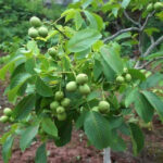 ceviz-agaci-meyve-verimi